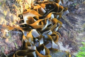 Kelps - Composition, Useful Properties, Harm